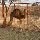 بكره البيع