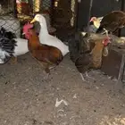 دجاج ((جملة فقط))