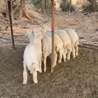 7 طليان حريات