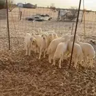 للبيع رخال شحم وأطراف