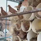 حمام زاجل