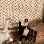 مطلوب دجاج نفس اللي بالصور