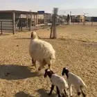 رغوث نعيمه معها 2