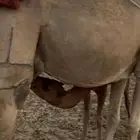 خلفه ساحليه اكير طاسه تملها حليب (تم البيع)
