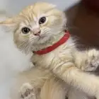 قط صغير