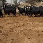 معزا عوارض مراح بالفحل مضاريع تم البيع