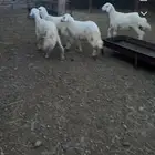 طليان موز مشالله تبارك الله العداد 4 الموقع كرا الحايط