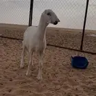 مشروع فحل