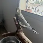 للبيع ببغاء كروان