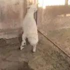خروف كفو للبيع نجران