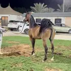 فرس واهو بنت بطل
