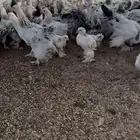 برهما كلمبي فواخر