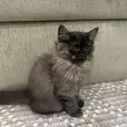 قطط صغيره للتبني
