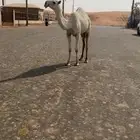 بكره رمانيه