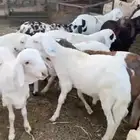 سواكن للبيع مع الصلخ والتوصيل