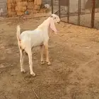 حلي الصوالحه