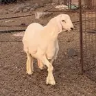 فحل حري صنف