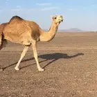 ضروبه منيحه شرط