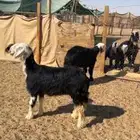 رخال نجد طيبه