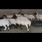 غنم نعيم فاخرره