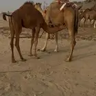 بكرة ثنيه ومعها بكره ولقحه