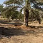 فرصه نخل طويل خلاص ارتفاع 3 متر سليم من اي امراض العدد 20