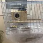 عصفور روز ازرق بيع مستعجل ب اقل سعر