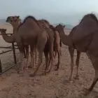 للبيع 5 قعدان سواحل على حليب امهاتها فل شحم