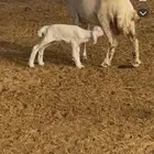 نعجه ولواد تحته طلي سنه رباع