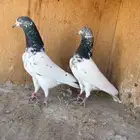 انثى تيدي ( تم البيع )