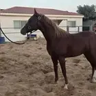 للبيع خيل عربي موثق   مولود 2023