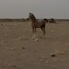 حصان شعبي