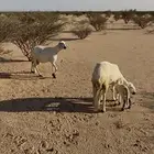 رخال سواكن في خلفات ودفيع