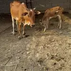 ثلاث بقر ثنتين تحته إناثي واحده دافع كلها سدسان