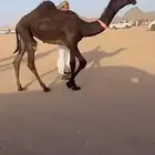 حواره مجهم طيبه