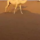 ضروبه وضحى صاهوديه السن سديس