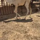 للبيع حشو طيبه