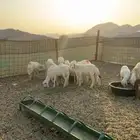 جدة الحرازات خلف محطة الصحاري