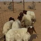 بهم نعيم هرافاا خرفان