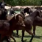 معزا قبرصيات جم فاخره ب الفحل