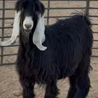 فحل عارضي طيب