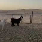 جفرات عوارض صنف