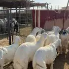 خرفان ورخال ذبايح