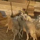 26 ضان حريات مراح واحد بالفحل دفيع كفوو ع 730(( تم البيع ))