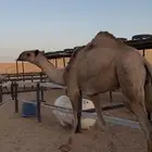قعود حق للمناسبات