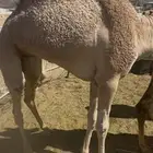 قعدان بلديات