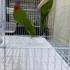 جوز لوري جاهز و محلل ومعه شهايد التحاليل