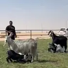 متاويم فاااخره