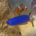 blue damselfish