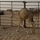 حوار كفو شكل وسلاله